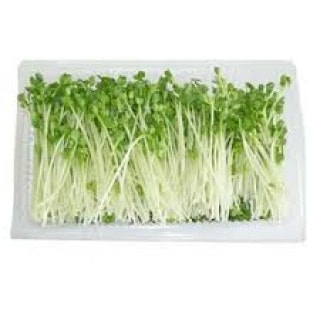 Rau Mầm hộp 100gr