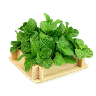 Húng Bạc hà túi 100gr