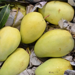 Xoài Tứ Quý (450gr up)